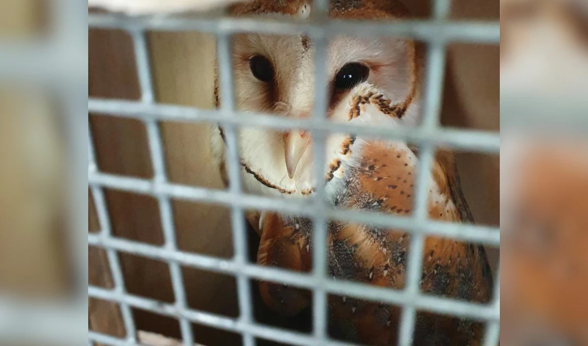 Пять сов и белка из Ленинградского зоопарка отправились в Новосибирск - tvspb.ru