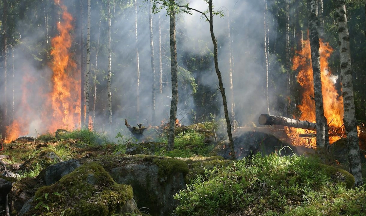 В поселке Каменка горят около 30 гектаров леса - tvspb.ru
