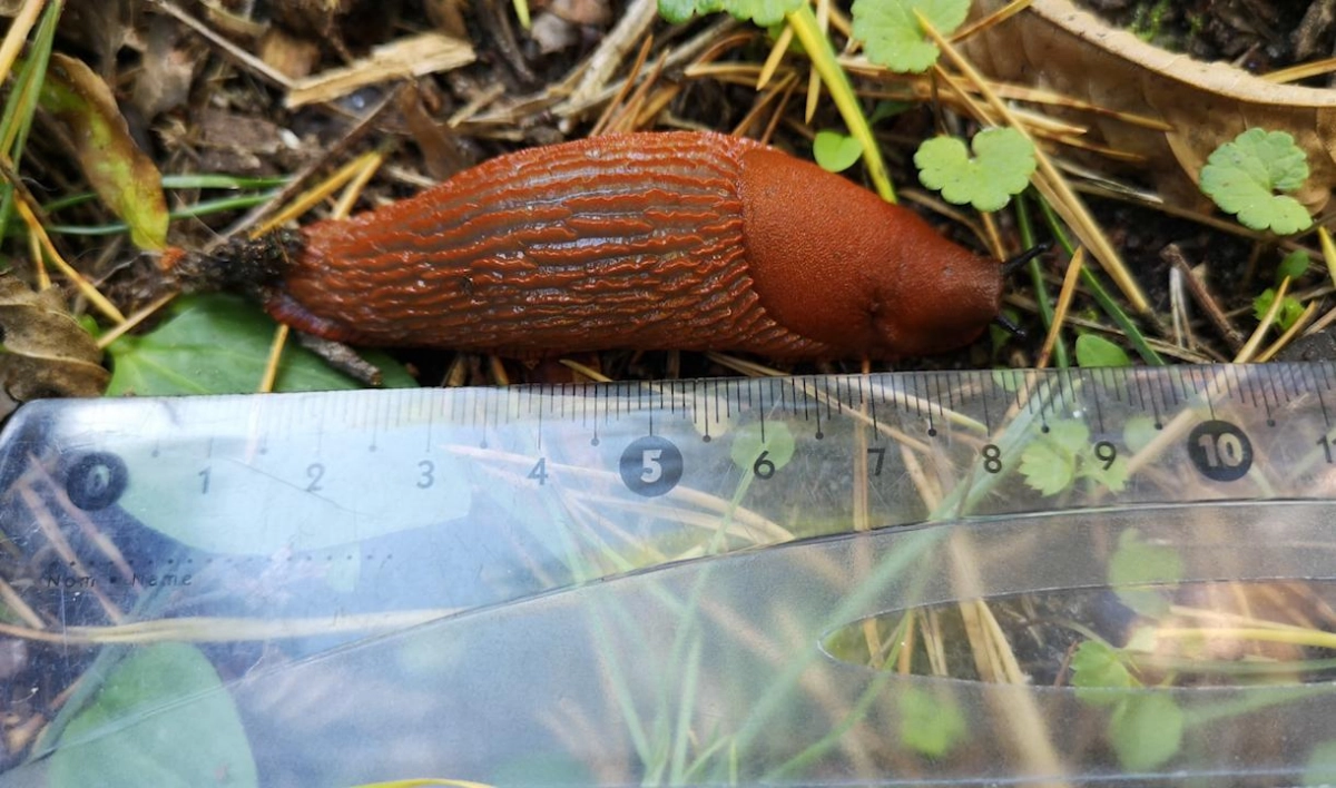 В Петербурге резко выросло число рыжих слизней: как с ними бороться - tvspb.ru