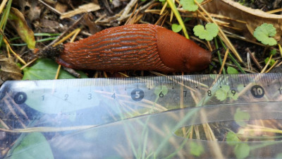 В Петербурге резко выросло число рыжих слизней: как с ними бороться