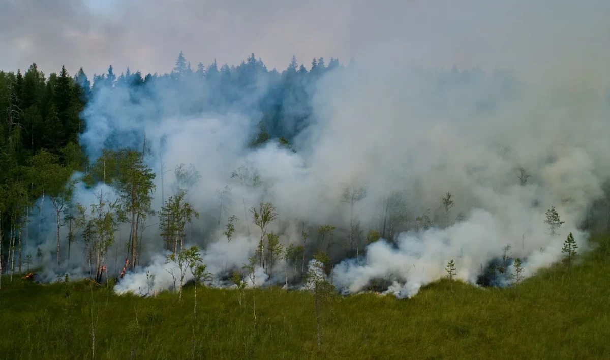 Спасатели локализовали часть пожаров в лесах Карелии - tvspb.ru