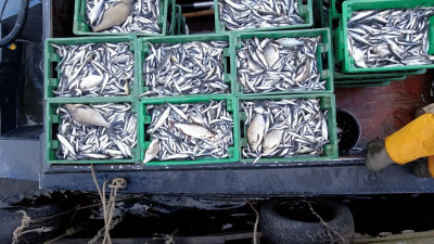 Клевый сезон: Петербургские рыбаки начали промышленный лов корюшки
