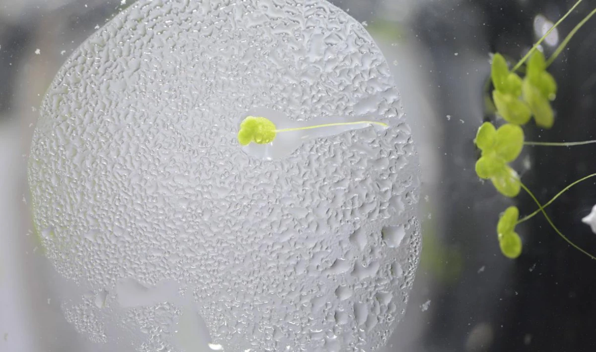 Российские космонавты проводят на МКС биологический эксперимент - tvspb.ru