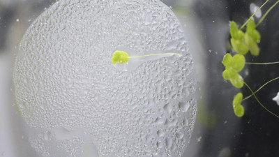 Российские космонавты проводят на МКС биологический эксперимент