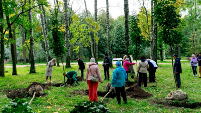 В Петербурге выбрали 21 участок, где горожане вместе с садовниками смогут посадить деревья