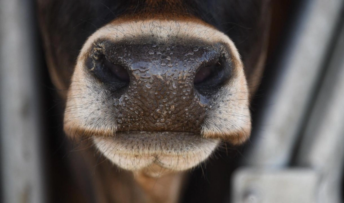 Суд будет разбираться в причинах смерти коровы Зины в Ленобласти - tvspb.ru