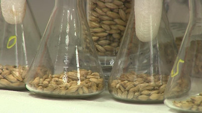 Кефирное пиво. Ученые ИТМО создают пенное с пониженным содержанием спирта и новым штаммом дрожжей