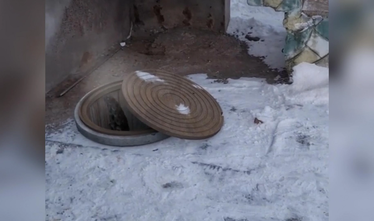 Гигантский осьминог, поселившийся в канализации Петербурга, прячется от холода и питается яблоками - tvspb.ru
