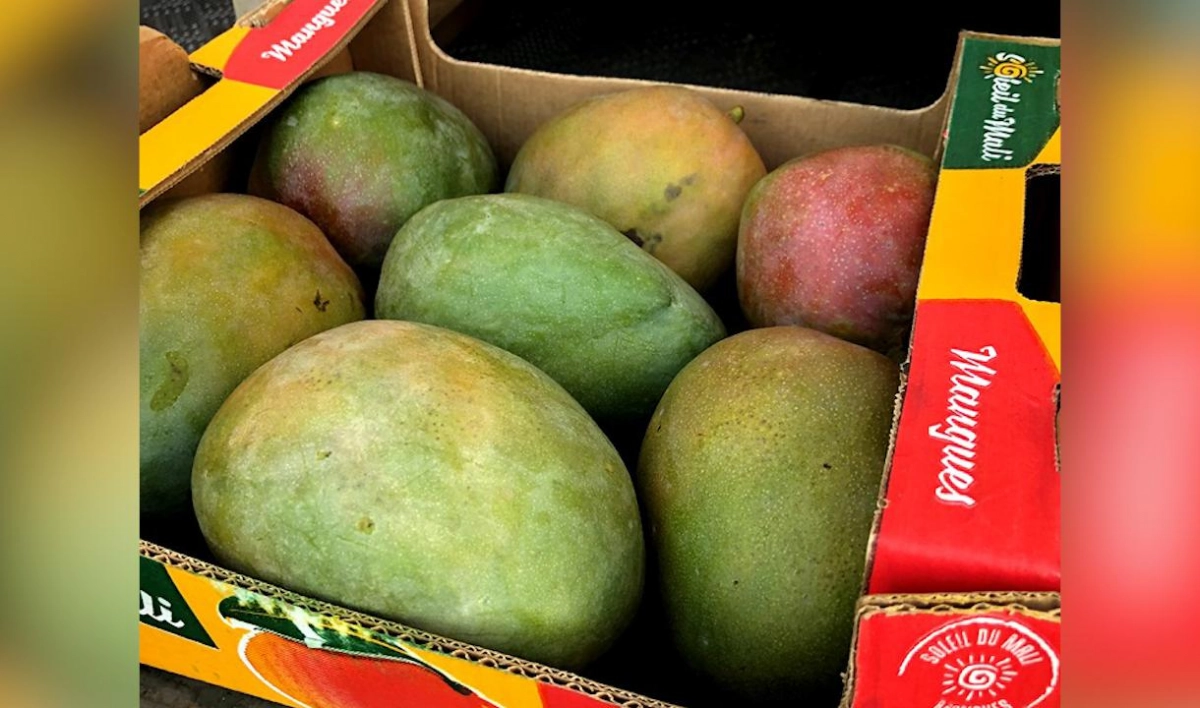 В порту Петербурга проверили 66 тонн бразильских манго - tvspb.ru