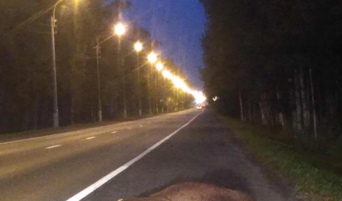 На Зеленогорском шоссе машина сбила лося - tvspb.ru