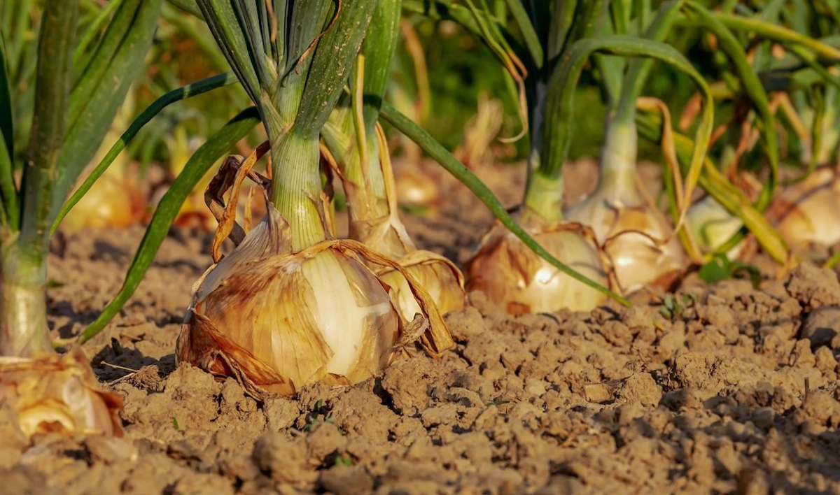 Эксперт рассказал, что нужно сделать для хорошего урожая лука летом - tvspb.ru