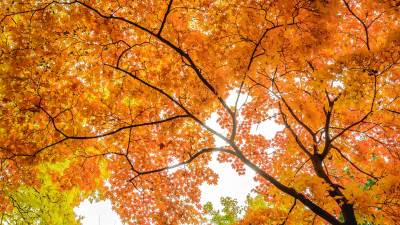 В Ботаническом саду пройдет Фестиваль кленов