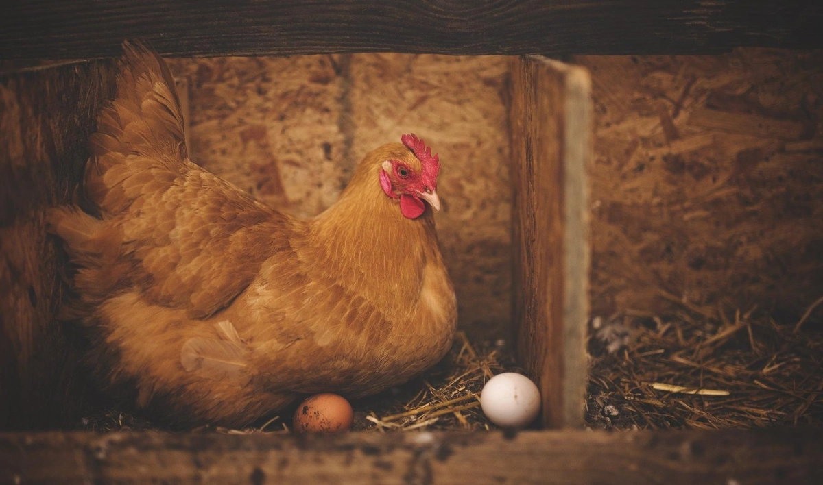 Производители мяса птицы и яиц в России договорились о сдерживании цен - tvspb.ru