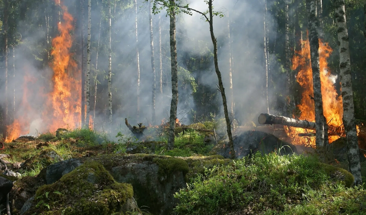 В Сертолово-2 горит сухая хвоя на трех гектарах леса - tvspb.ru