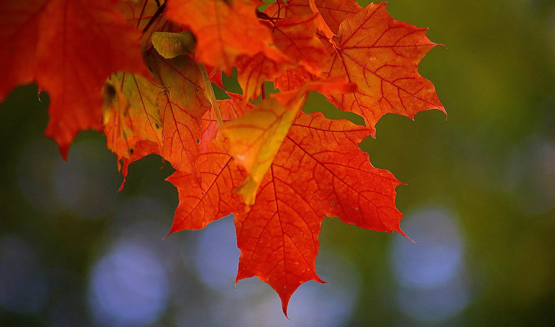 сентябрь обсуждение. клен в сентябре. осень школа. сентябрь обсуждение. сентябрь обсуждение.
