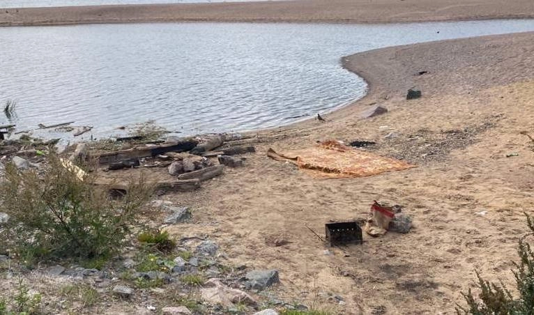 Берег Финского залива очистили от бревен и наплавного мусора - tvspb.ru