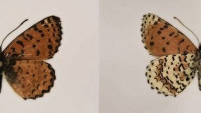 Новый вид бабочек назвали по нику выпускницы СПбГУ
