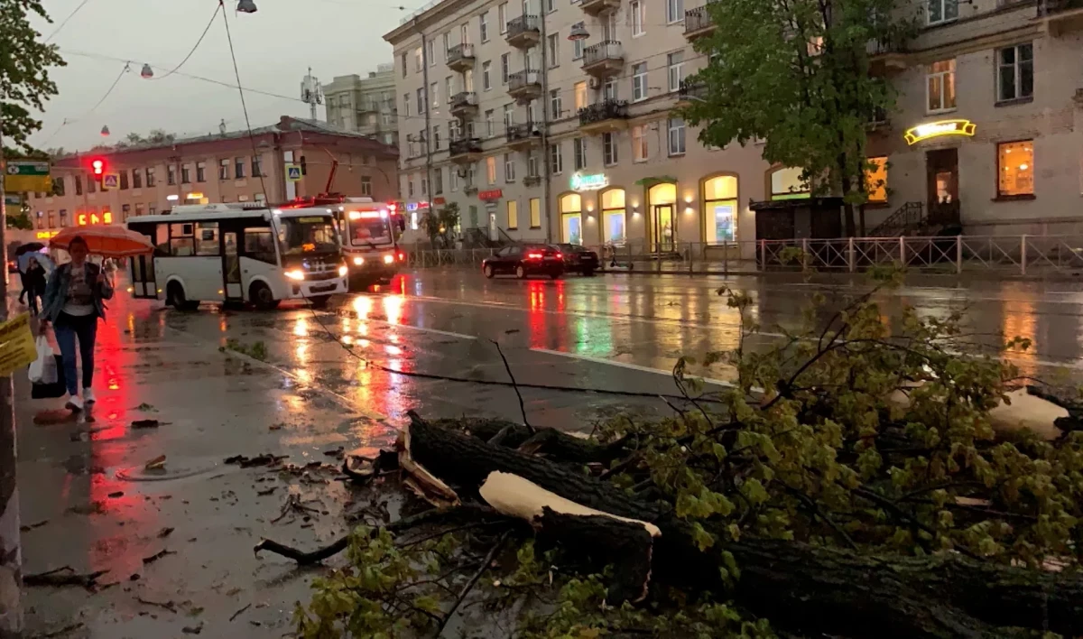 Дорожные службы Петербурга вывозят поваленные грозой деревья - tvspb.ru