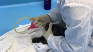 В Финском заливе спасли пять детенышей кольчатой нерпы