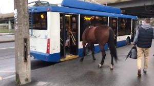 На Ленинском проспекте лошадь пыталась войти в троллейбус