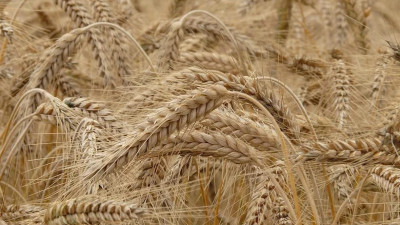 В Петербурге утвердили запас продовольственного фонда на 2020-2022 годы