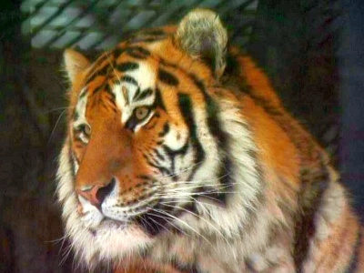 Тигр выпрыгнул в зрительный зал: полиция и СК проводят проверку в цирке Ростова-на-Дону - tvspb.ru