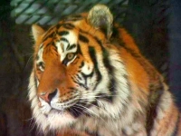 Тигр выпрыгнул в зрительный зал: полиция и СК проводят проверку в цирке Ростова-на-Дону