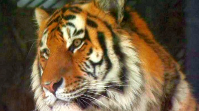 Тигр выпрыгнул в зрительный зал: полиция и СК проводят проверку в цирке Ростова-на-Дону