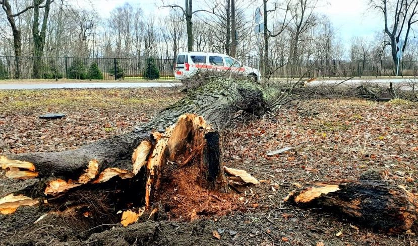 Штормовой ветер повалил в Петербурге 44 дерева - tvspb.ru
