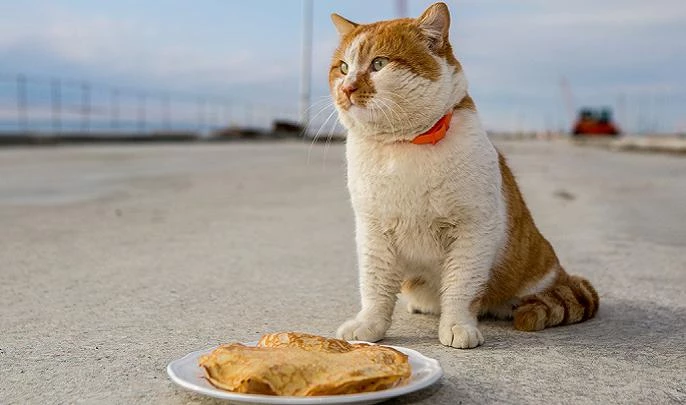 Кот, названный в честь Крымского моста, садится на диету после Масленицы - tvspb.ru