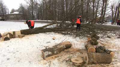 Не спросить у ясеня. В Петербурге вырубают деревья, пораженные изумрудной златкой