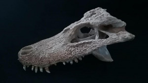 Мировое открытие петербургских палеонтологов
