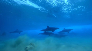 Дельфины в Финском заливе