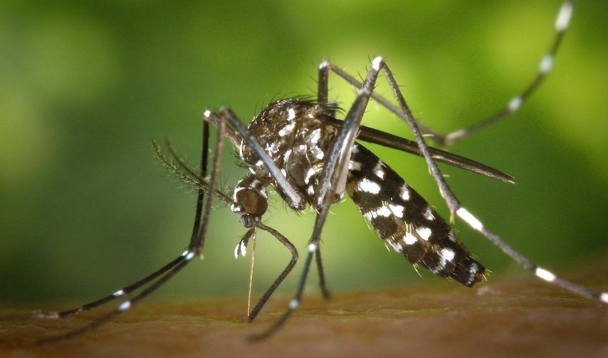 Биолог СПбГУ рассказал, как распрощаться с комарами на даче - tvspb.ru