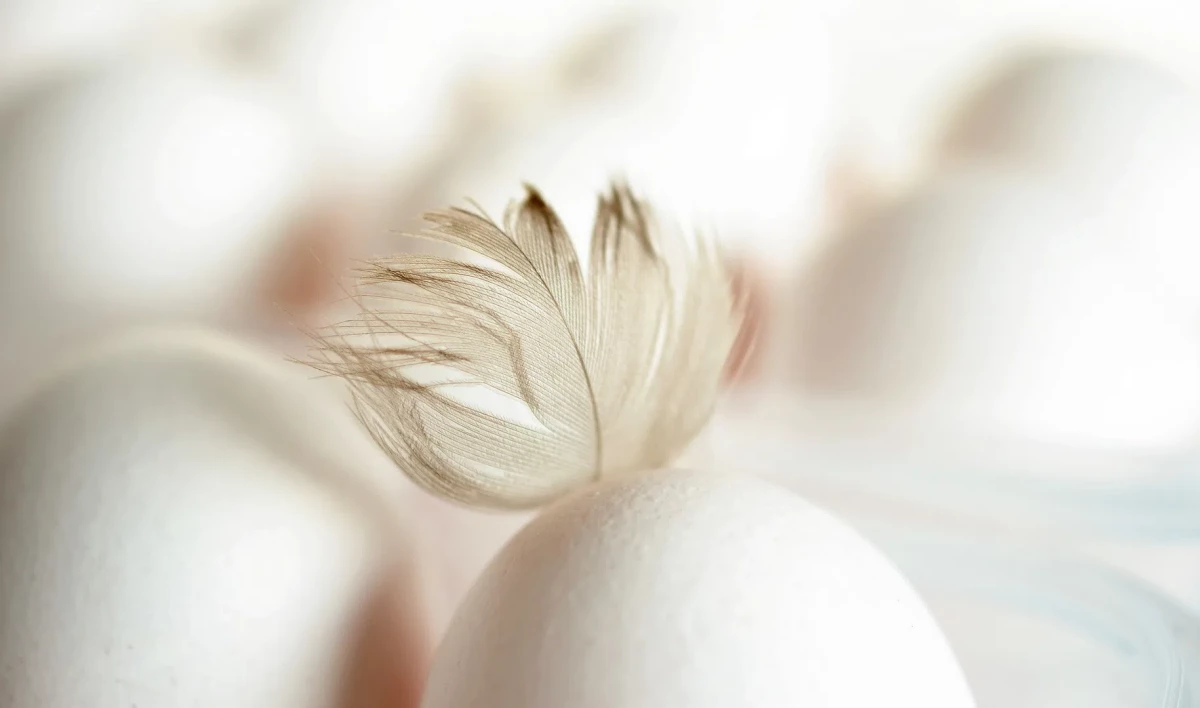 В Минсельхозе опровергли сообщения о рисках дефицита яиц в стране - tvspb.ru