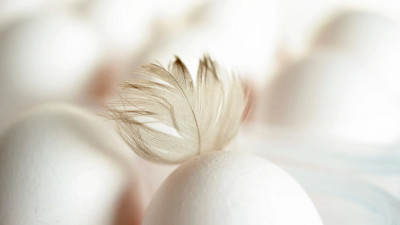 В Минсельхозе опровергли сообщения о рисках дефицита яиц в стране