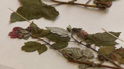 В Петербурге создадут национальный центр генетических ресурсов растений