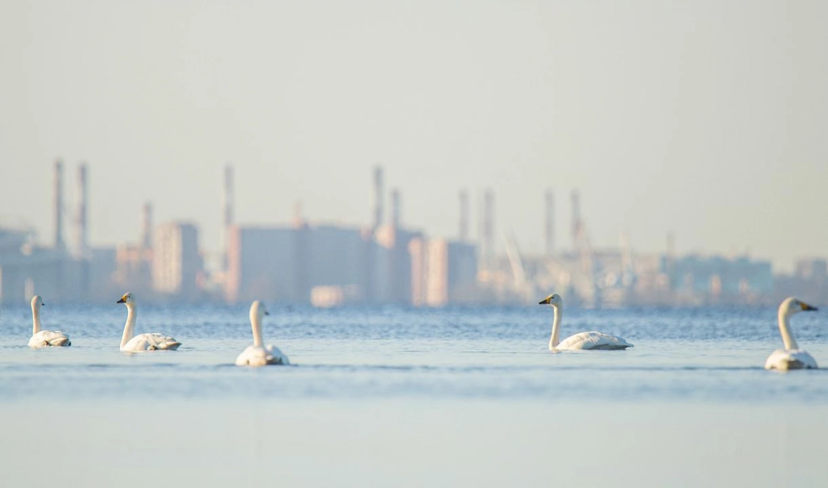 На побережье Финского залива прилетели десятки лебедей-кликунов - tvspb.ru