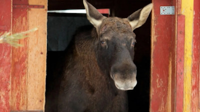 В Ленинградском зоопарке показали «обнуление» лося Дениса