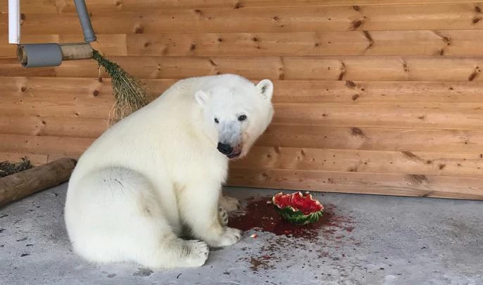 Белая медведица Хаарчаана открыла сезон арбузов в Ленинградском зоопарке - tvspb.ru