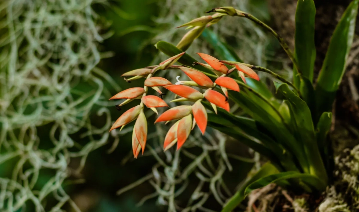 В Ботаническом саду откроют выставку орхидей и бромелий - tvspb.ru