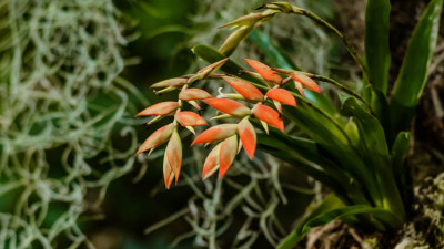 В Ботаническом саду откроют выставку орхидей и бромелий