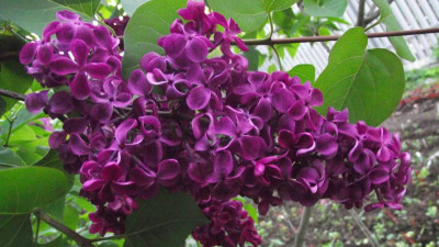 Сирень «Александр Невский» надеются посадить в августе у лавры