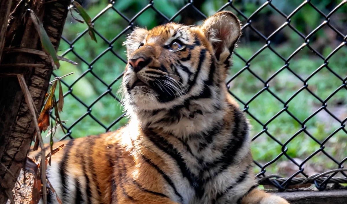 В Петербурге суд отобрал тигренка у работника цирка Никулина - tvspb.ru