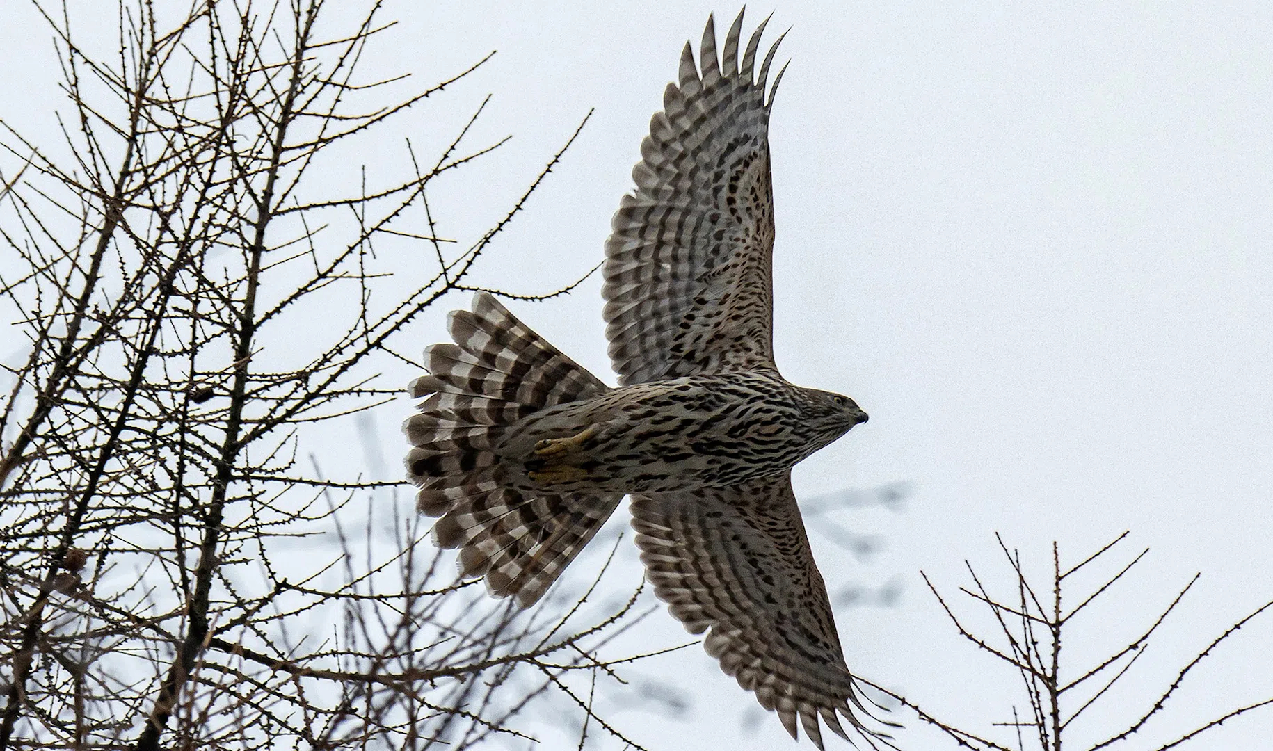 Ястреб гусятник. Ястреб став. Ястреб став. Ястреб сонник для женщины. Ястреб став.