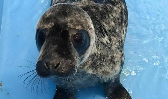Спасенный с острова Гогланд тюлененок подрос и потолстел - tvspb.ru