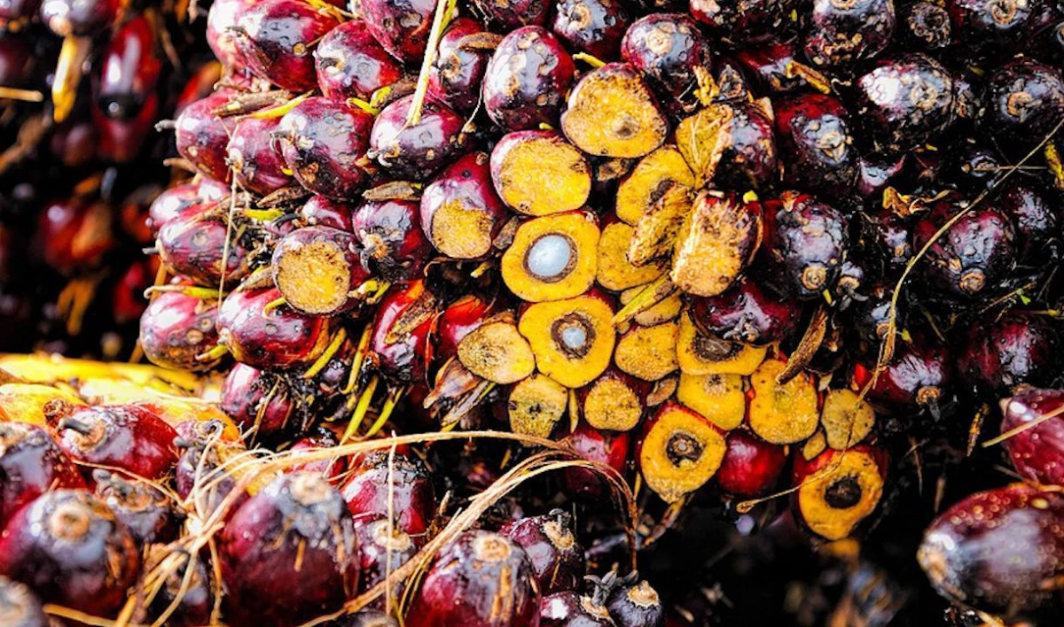 Петербургских производителей пальмового масла лишили преференций - tvspb.ru