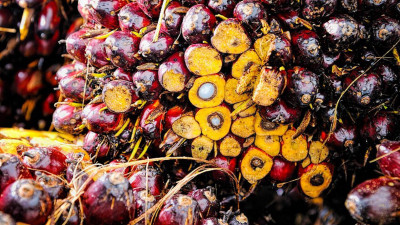 Петербургских производителей пальмового масла лишили преференций