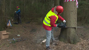 Главная елка города