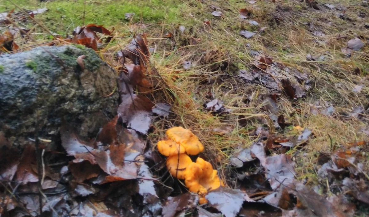 В лесу под Выборгом выросли свежие грибы - tvspb.ru